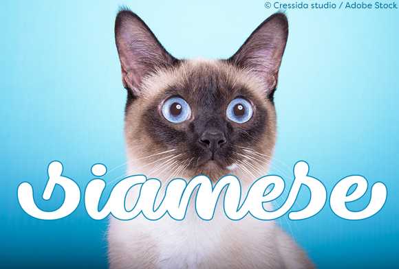 Dillon the Cat: The Perfect Script Handwritten Font for Makers