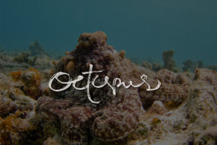Octopus: A Natural Script Handwritten Font for Makers
